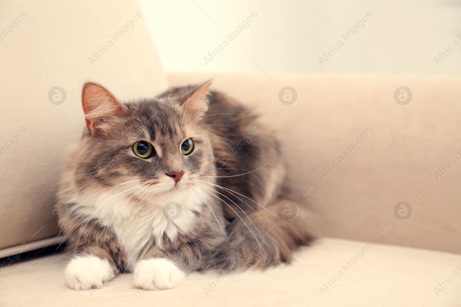 Photo of Cute fluffy cat on sofa at home. Domestic pet