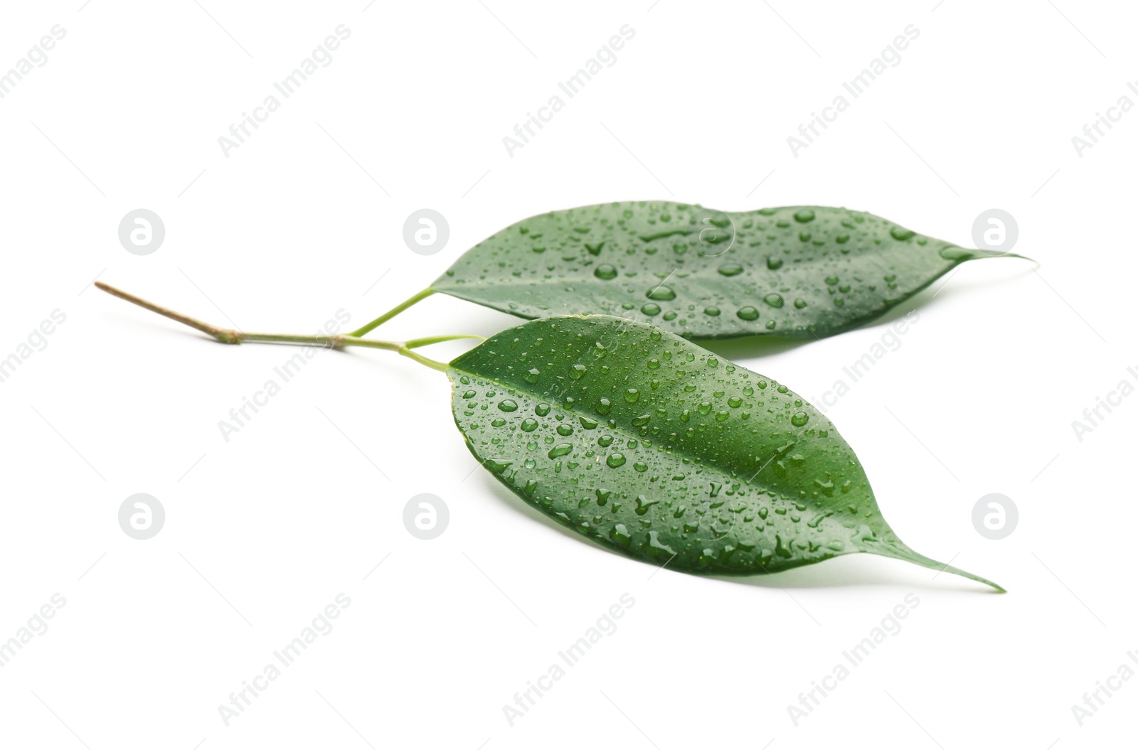 Photo of Fresh green ficus leaves on white background