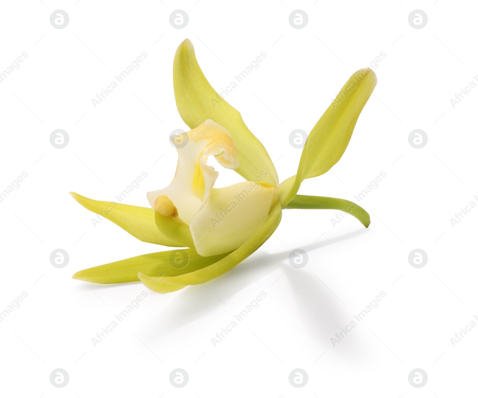 Photo of Yellow vanilla orchid flower isolated on white