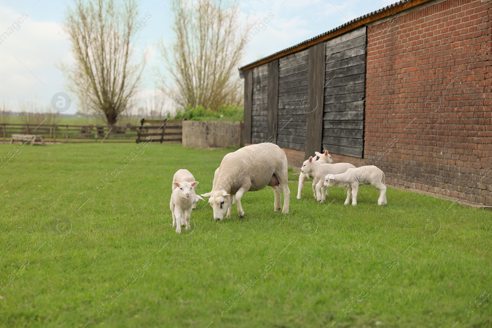 Photo of Beautiful sheep with cute lambs in farmyard