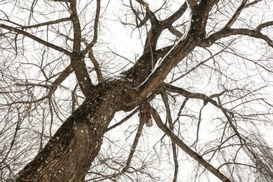 Photo of Low angle view of tree in forest on snow day