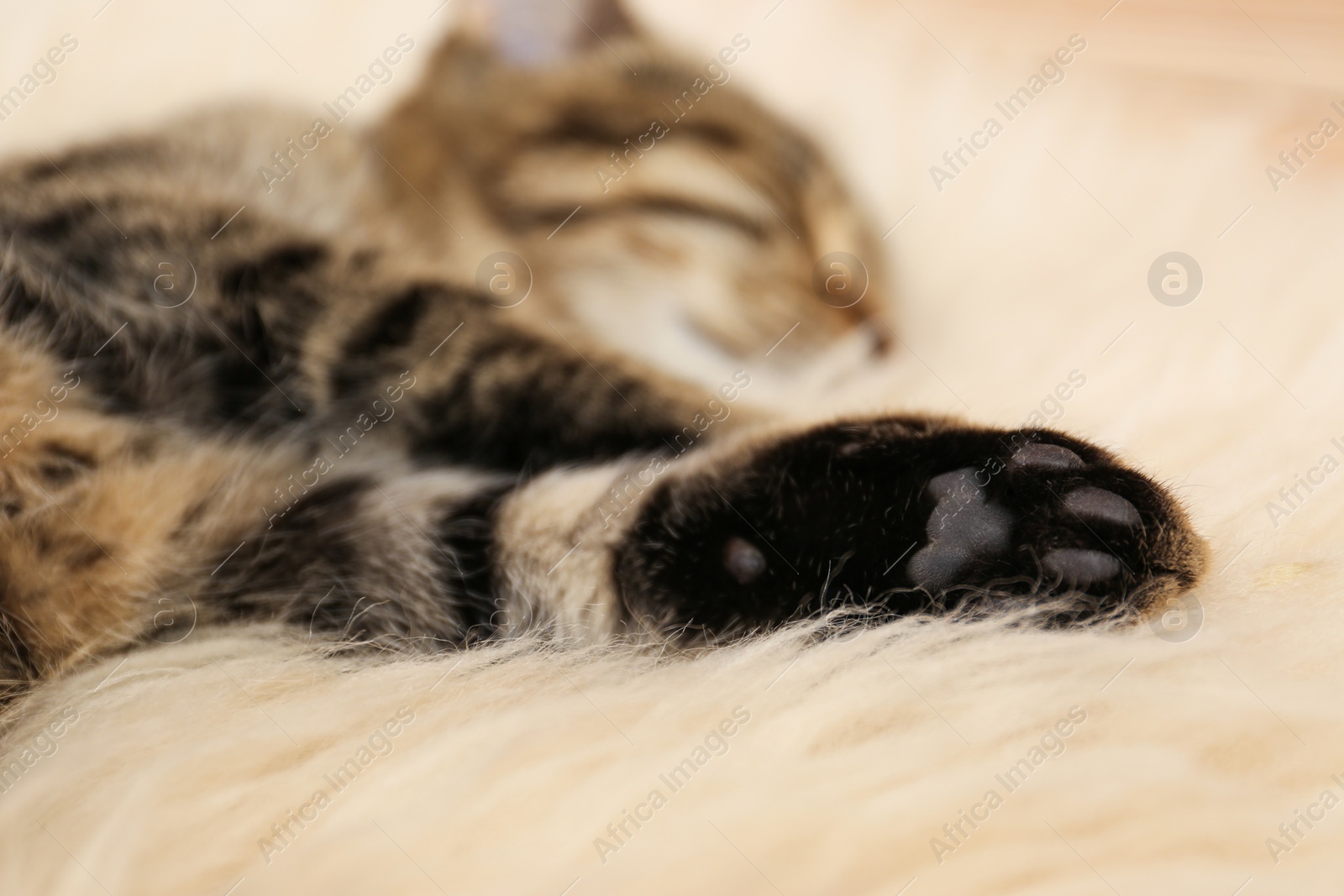 Photo of Cute tabby cat lying on faux fur, closeup. Lovely pet