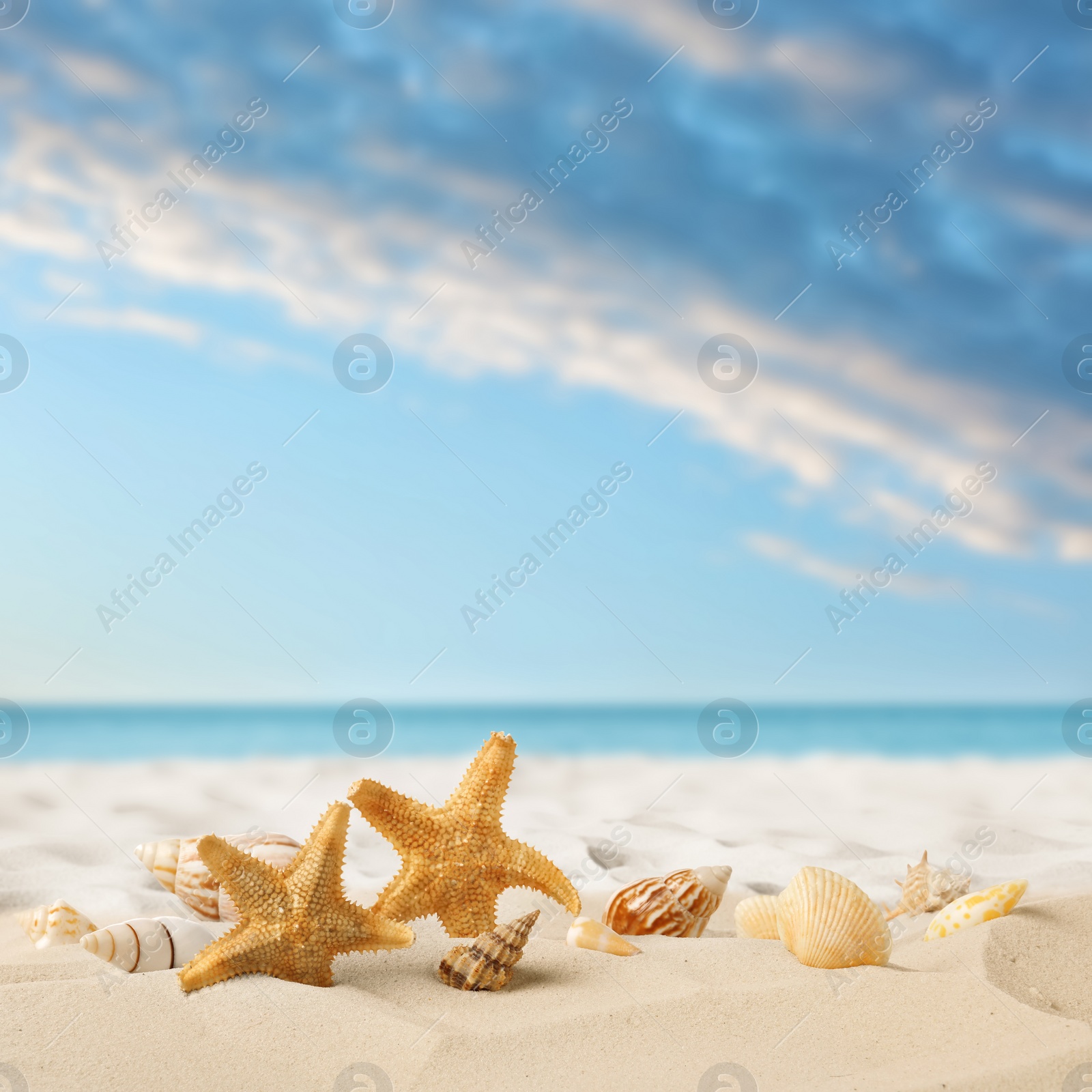 Image of Beautiful sea stars and seashells on sandy beach 