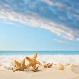 Image of Beautiful sea stars and seashells on sandy beach 