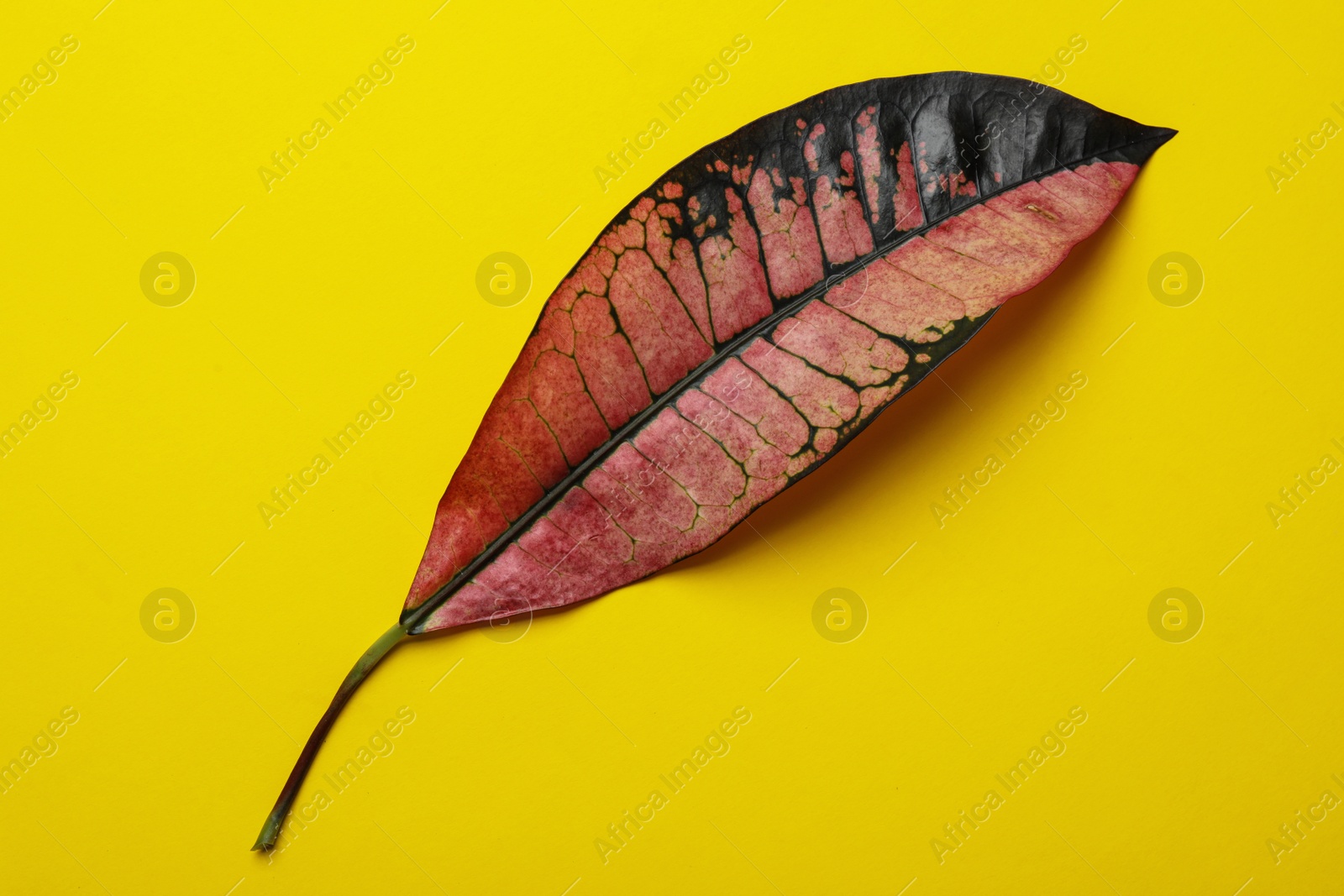 Photo of Leaf of tropical codiaeum plant on color background