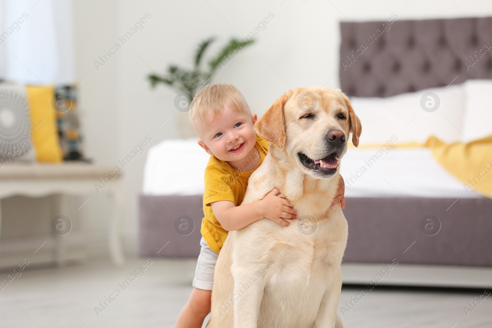 Photo of Adorable yellow labrador retriever and little boy at home