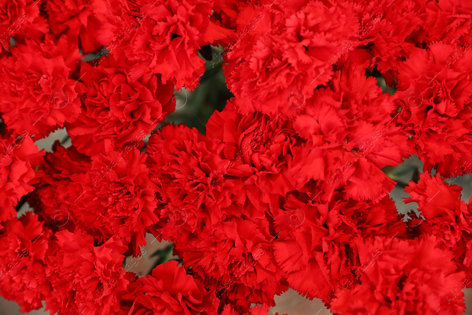 Photo of Beautiful fresh carnation flowers as background, top view. Floral decor