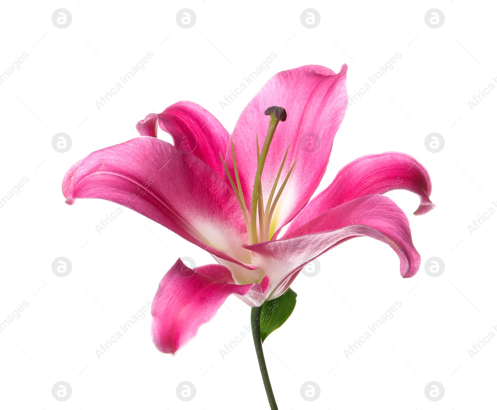 Photo of Beautiful pink lily flower isolated on white