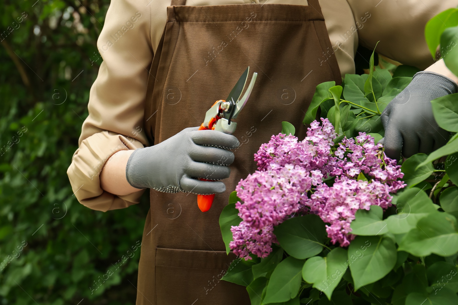 Photo of Gardener pruning lilac branch with secateurs outdoors, closeup