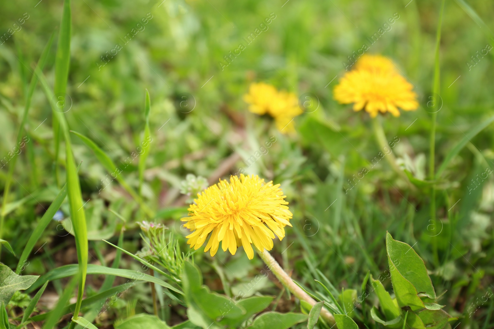 Photo of Beautiful yellow flowers on spring day