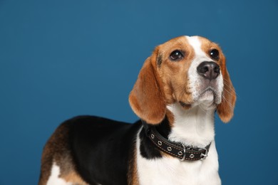 Photo of Adorable Beagle dog in stylish collar on dark blue background