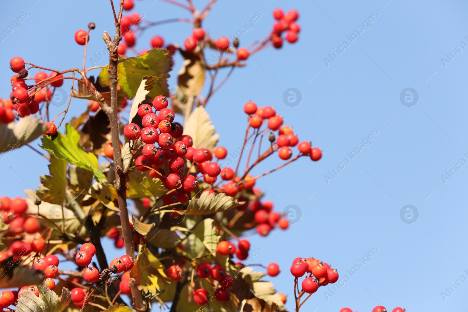 Photo of Rowan tree branches with red berries against blue sky, space for text