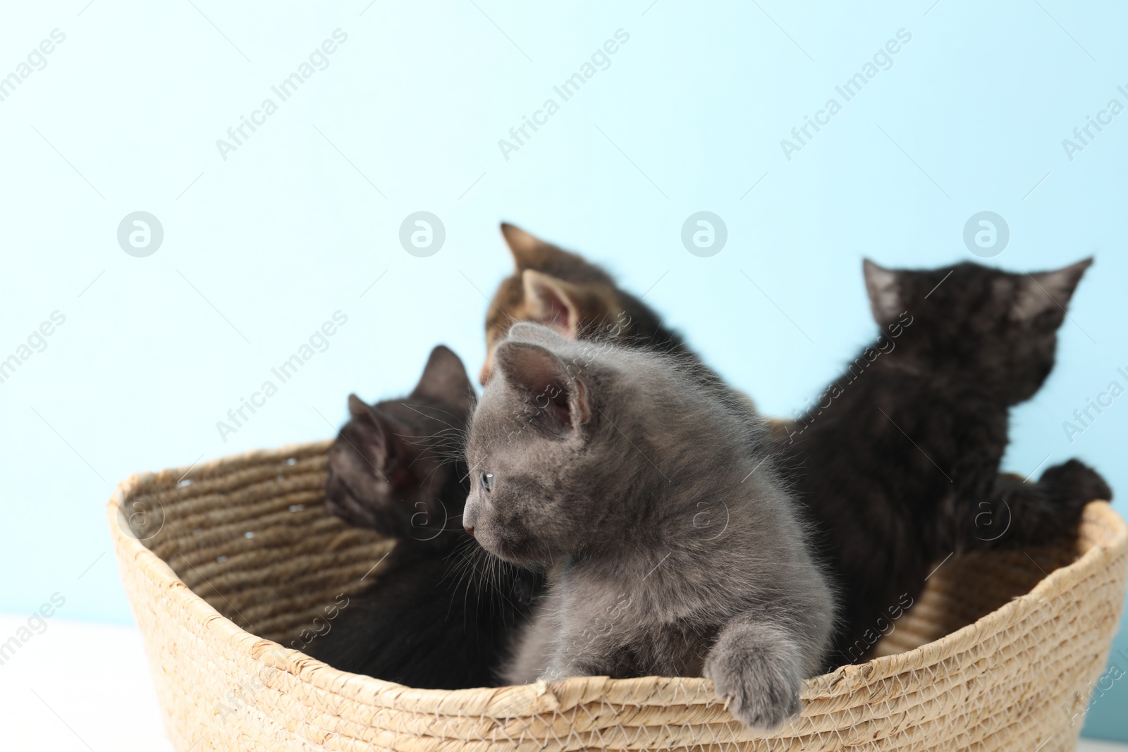 Photo of Cute fluffy kittens in basket on light blue background. Baby animals