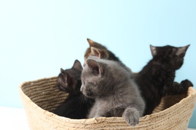 Cute fluffy kittens in basket on light blue background. Baby animals