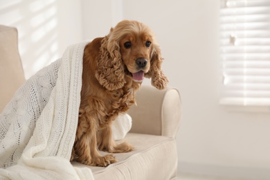Photo of Cute English cocker spaniel dog with plaid on sofa