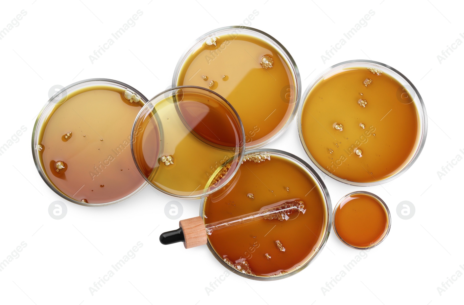 Photo of Petri dishes with color liquid samples and pipette isolated on white, top view