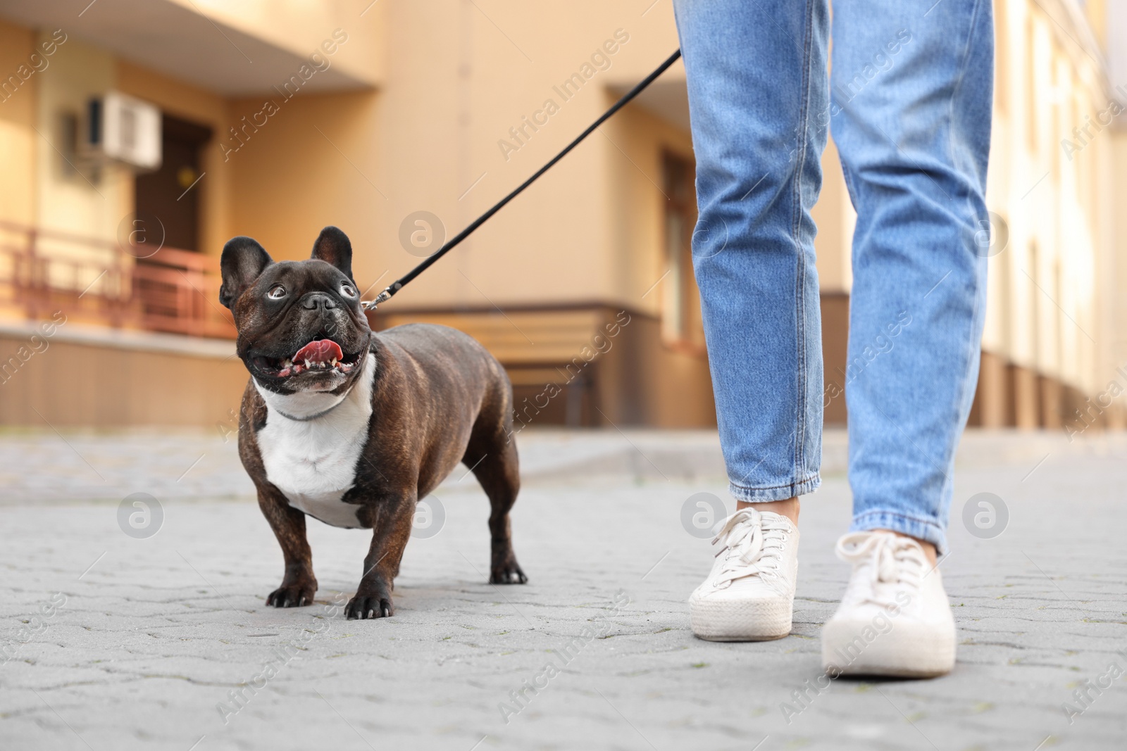 Photo of Woman walking with cute French Bulldog outdoors, closeup