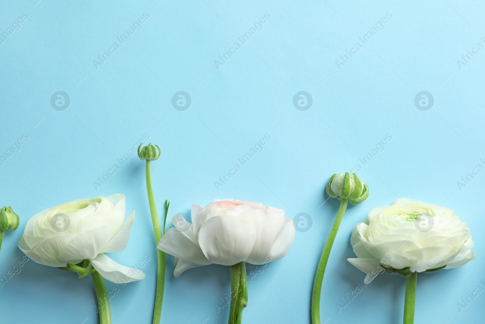 Photo of Beautiful ranunculus flowers on color background