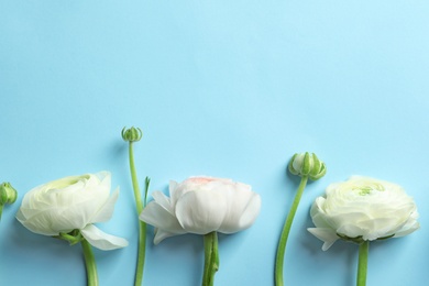 Beautiful ranunculus flowers on color background