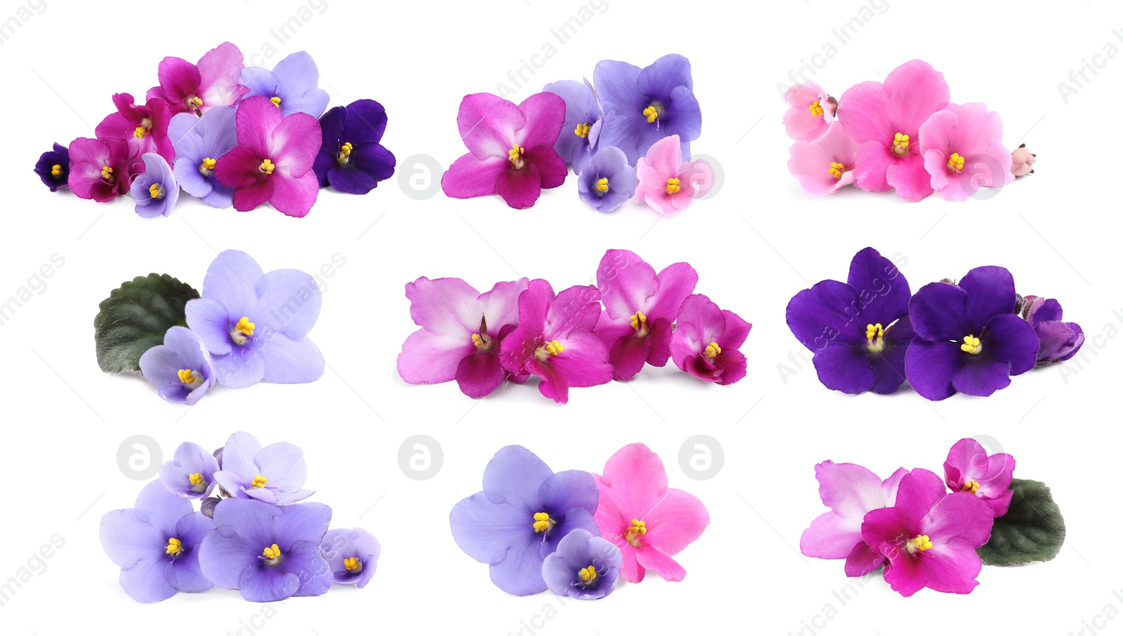 Image of Set with beautiful violet flowers on white background