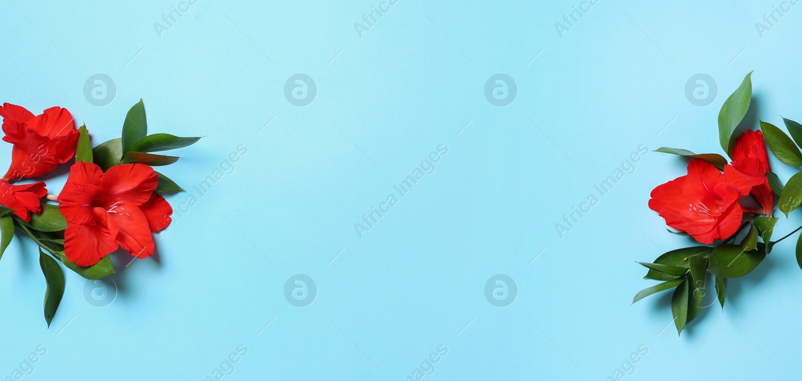 Photo of Flat lay composition with beautiful gladiolus flowers on blue background. Space for text