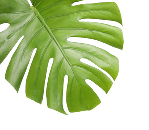 Photo of Fresh green tropical leaf isolated on white