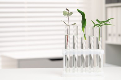 Test tubes with different plants on white table in laboratory. Space for text