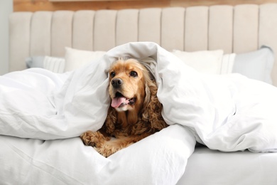 Cute English cocker spaniel covered with soft blanket on bed