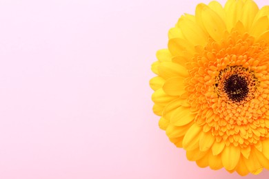 Beautiful yellow gerbera flower on pink background, top view. Space for text