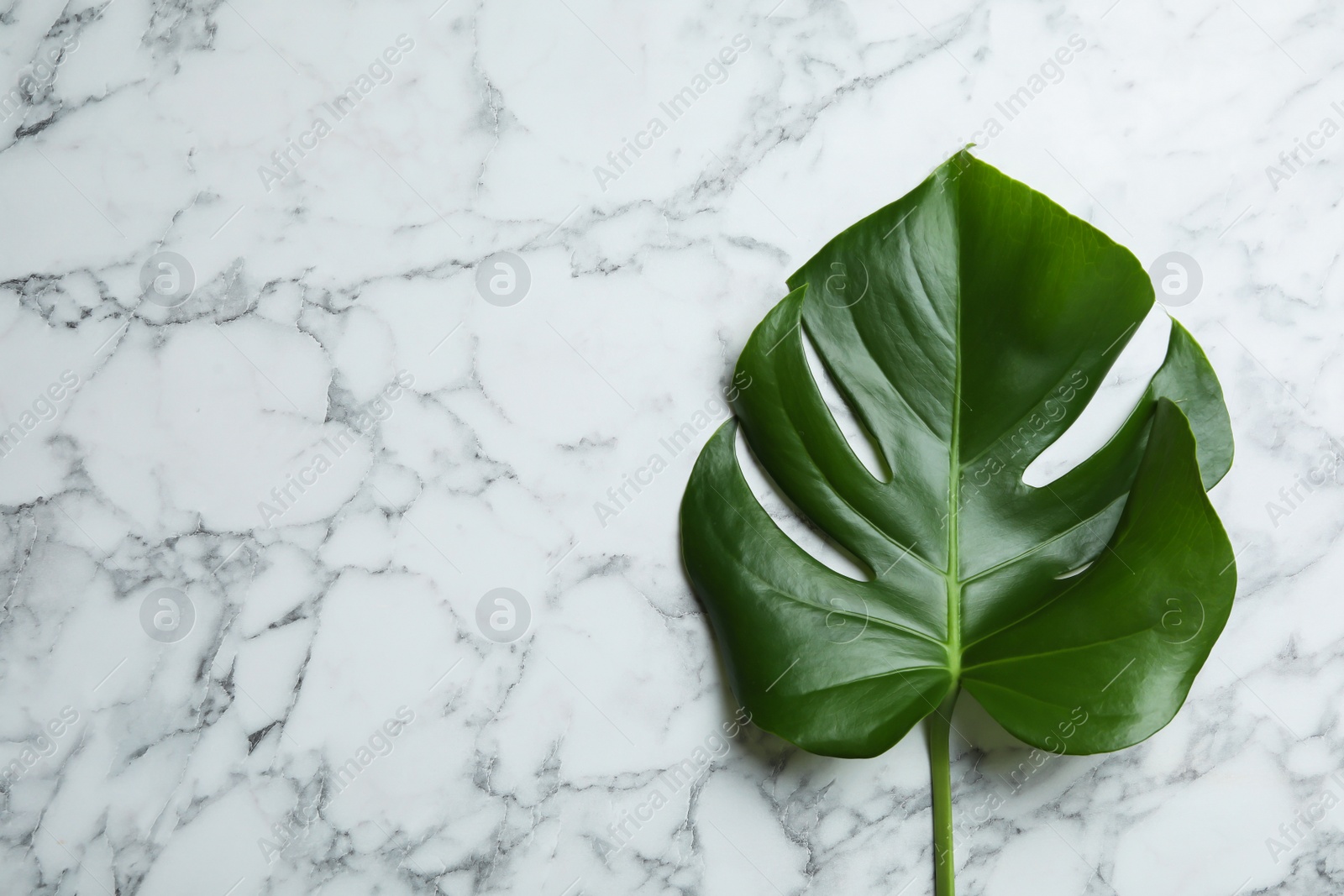 Photo of Leaf of tropical monstera plant on marble background, top view with space for text