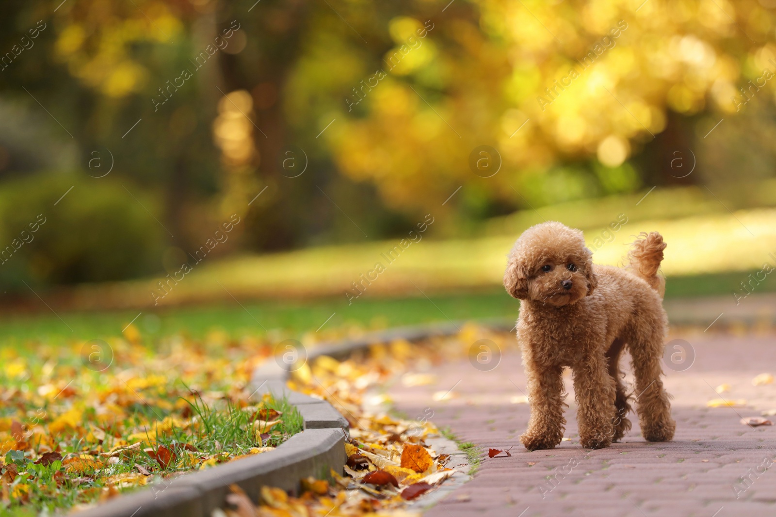 Photo of Cute Maltipoo dog in autumn park, space for text