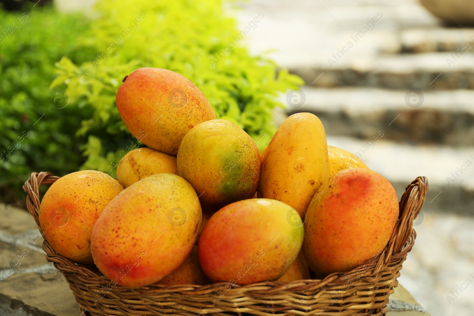 Photo of Delicious fresh ripe mangos in basket outdoors