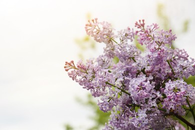 Photo of Beautiful blossoming lilac outdoors on sunny day, closeup. Space for text