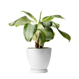 Photo of Pot with Dieffenbachia plant isolated on white. Home decor