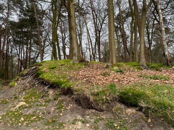 Beautiful trees, fallen leaves and green moss in forest