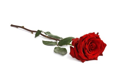 Photo of Beautiful fresh red rose isolated on white