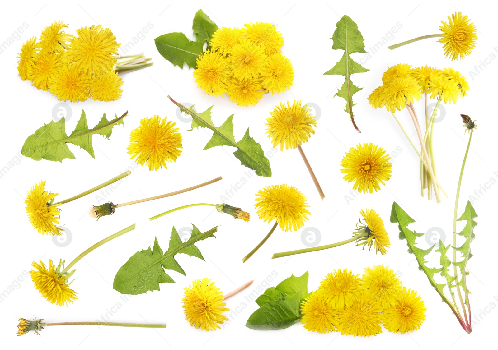 Image of Set with beautiful yellow dandelions on white background