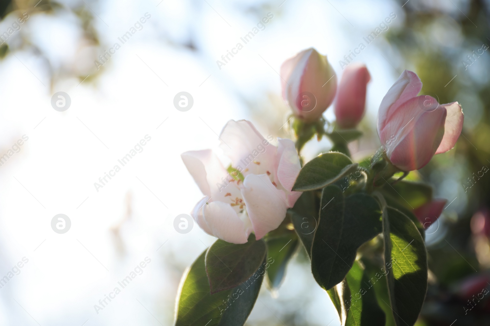 Photo of Closeup view of beautiful blossoming quince tree outdoors on spring day