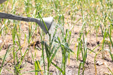 Photo of Watering young green garlic sprouts in field