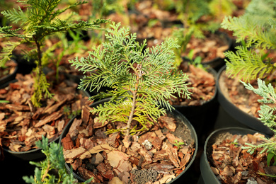 Seedlings of thuja tree in pots, closeup. Gardening and planting