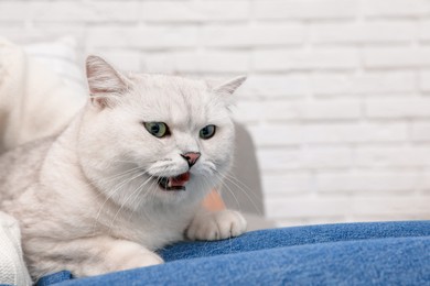 Adorable white British Shorthair cat near brick wall. Cute pet