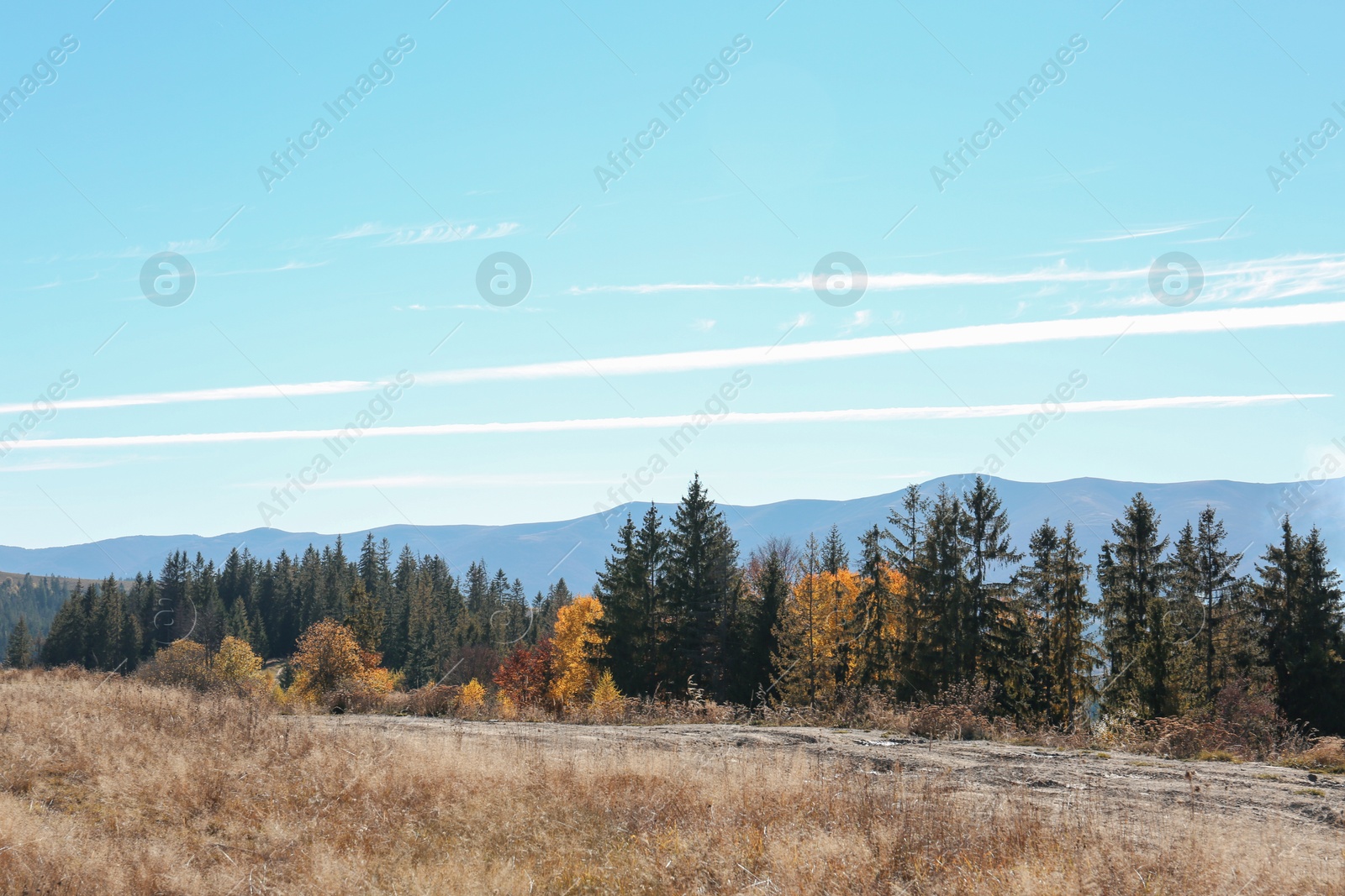 Photo of Picturesque landscape with beautiful forest and mountains