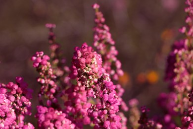 Photo of Heather shrub with beautiful blooming flowers outdoors on sunny day, closeup