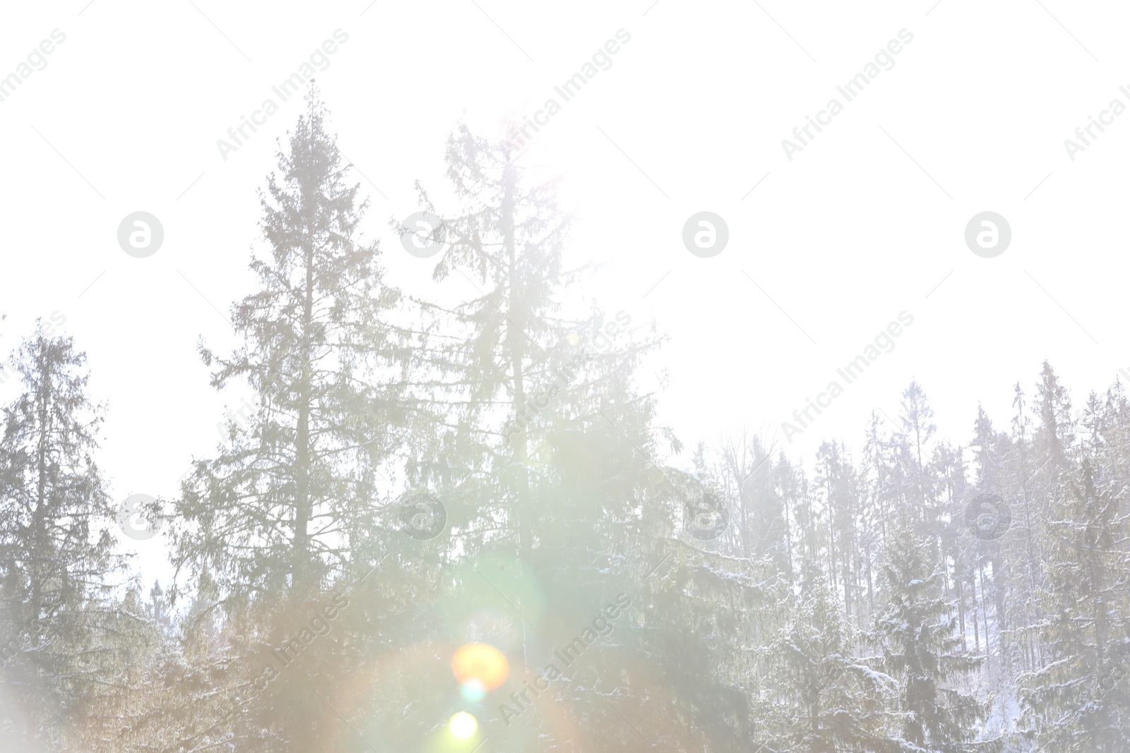 Photo of Beautiful view of conifer forest on snowy winter day