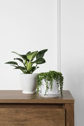 Beautiful green potted houseplants on wooden table indoors