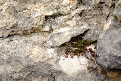 Photo of Beautiful wild plant growing through stone outdoors