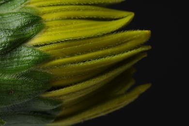 Photo of One beautiful flower against black background, macro