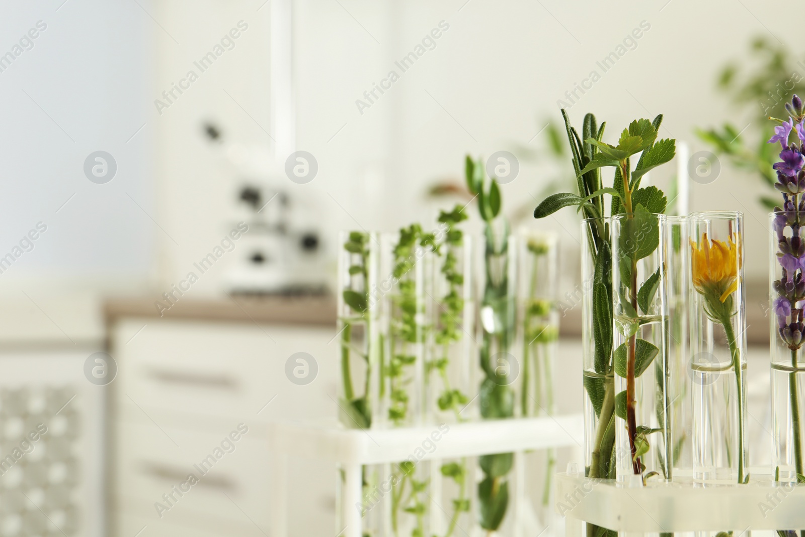 Photo of Test tubes with different plants on blurred background, closeup. Space for text