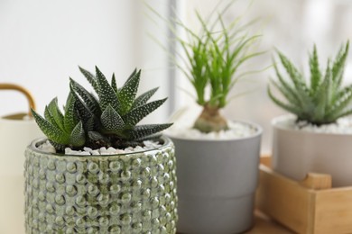 Photo of Beautiful Aloe, Nolina and Haworthia in pots near window, closeup. Different house plants