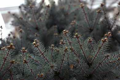 Green spruce tree branches outdoors, closeup view